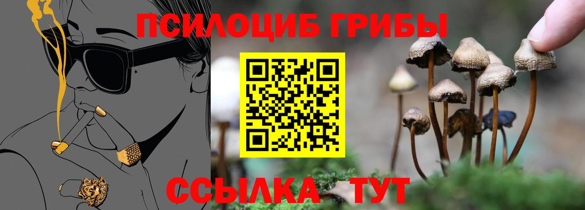 Псилоцибиновые грибы Cubensis Пермь